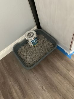 litter box