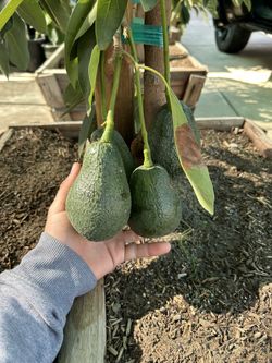 Avocado Trees