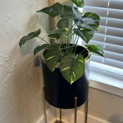 Plant For Decor 
