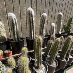 Cactus & Succulent Collection for Sale