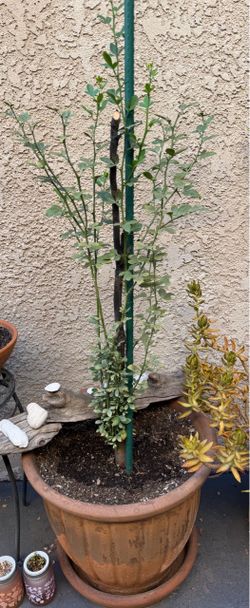 Small lemon tree