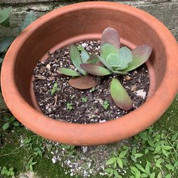 succulent plants With Terracotta Pot