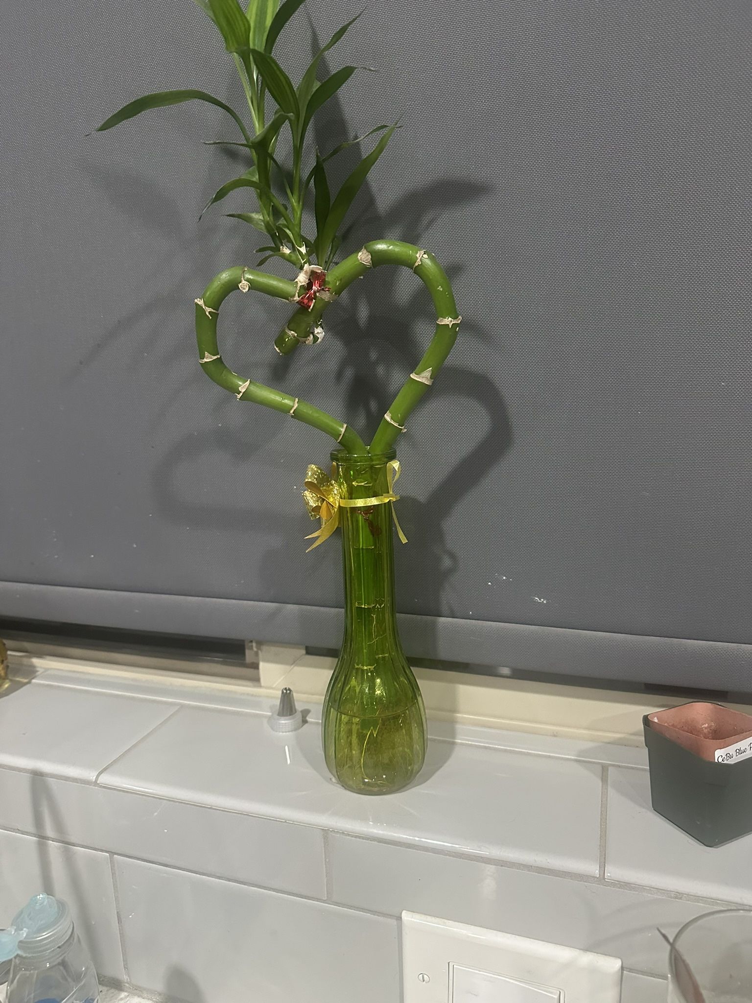 Heart shaped live bamboo plant