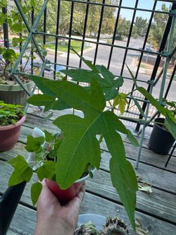 Papaya plants multiple
