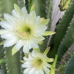 Cereinae Cactus 