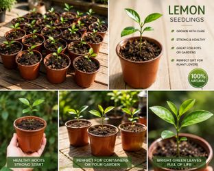 🍋 Healthy Lemon Seedlings – Ready for Their New Home! 🌱