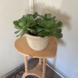 Plant With Wooden Stands Like New