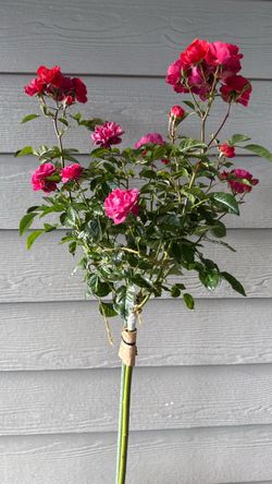 Extremely rare tree rose- Juicy Terrazza Red Large plant in 5 gallons pot It’s blooming   Price is firm Pick up only