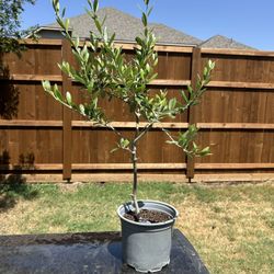 Olive Tree - Will Produce Buttery Olives 
