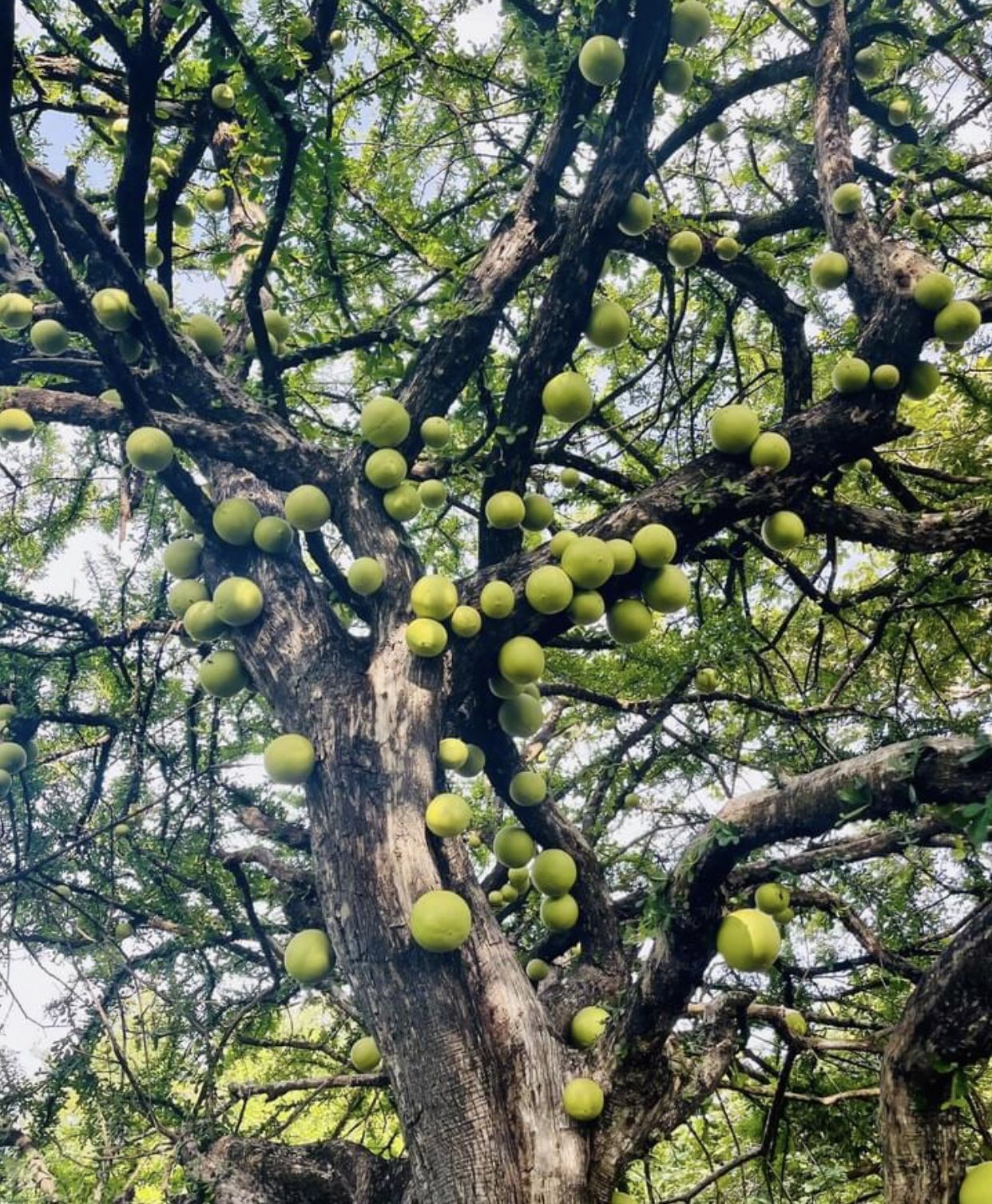 Arbol De Cirian