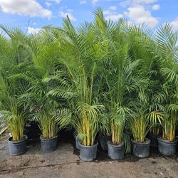 Arecas About 7 Feet Tall Instant Privacy Hedge For Fence Over The Pot  Only$35 Best Price 30 Qty