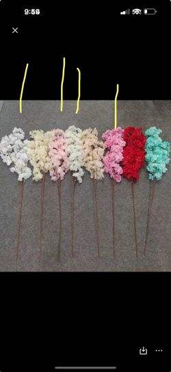 Cherry blossom flowers