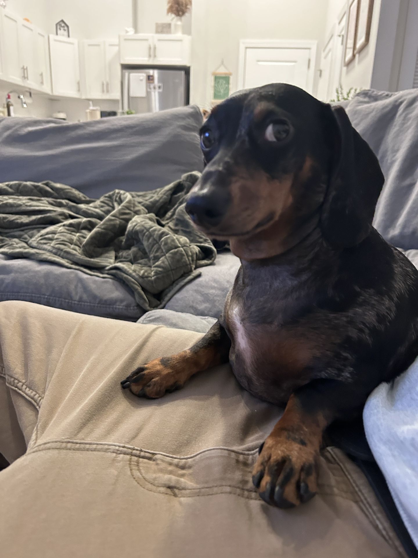 WLO Dog Home