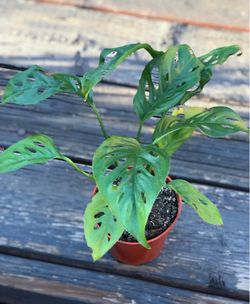 $6 Swiss Cheese plant