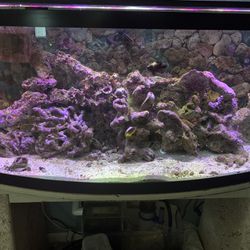 Salt Water Aquarium, 65 Gallon Bow Front 