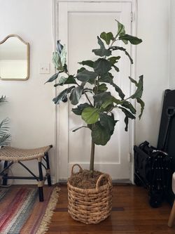 Artificial Fiddle Leaf Fig Tree with Woven Basket