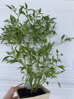 Planta De Chile Super Chile , Es Planta Chica En Maceta De 4 Pulgadas Ya Tiene Muchos Chiles Pick Up Only