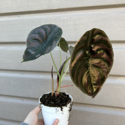 4” Alocasia Cuprea