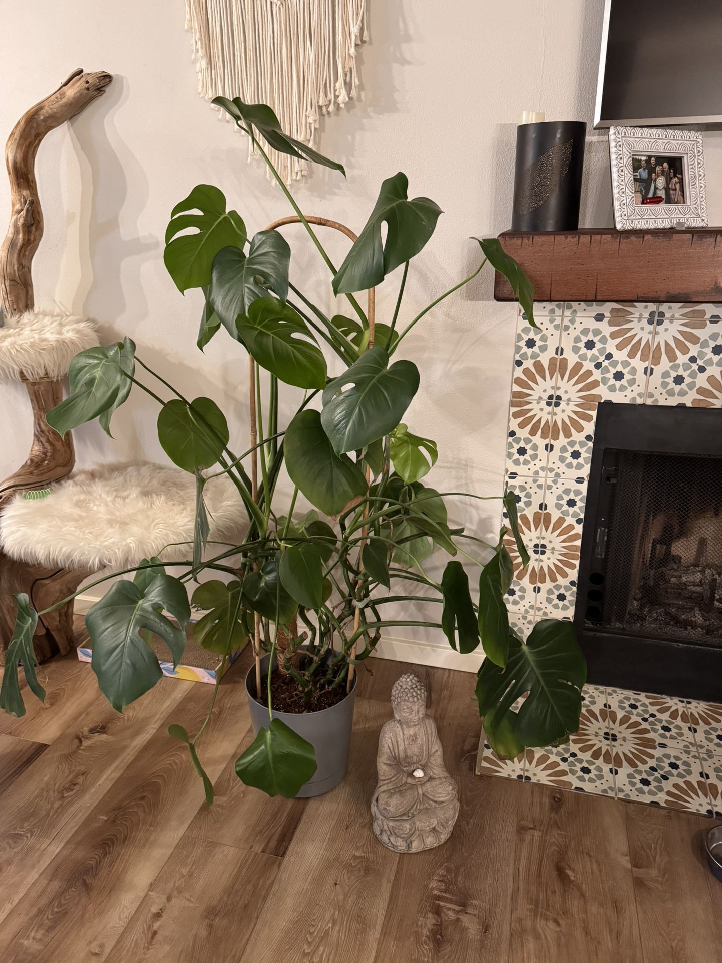 Monstera Plant