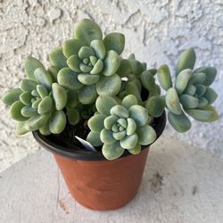 4 Inch Pot Succulent Plant - Sedum Clavatum - Tiscalatengo Gorge Sedum - Rooted & Established - Drought Resistant - 🪴 