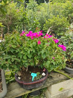 Gorgeous bonsai trees from $250