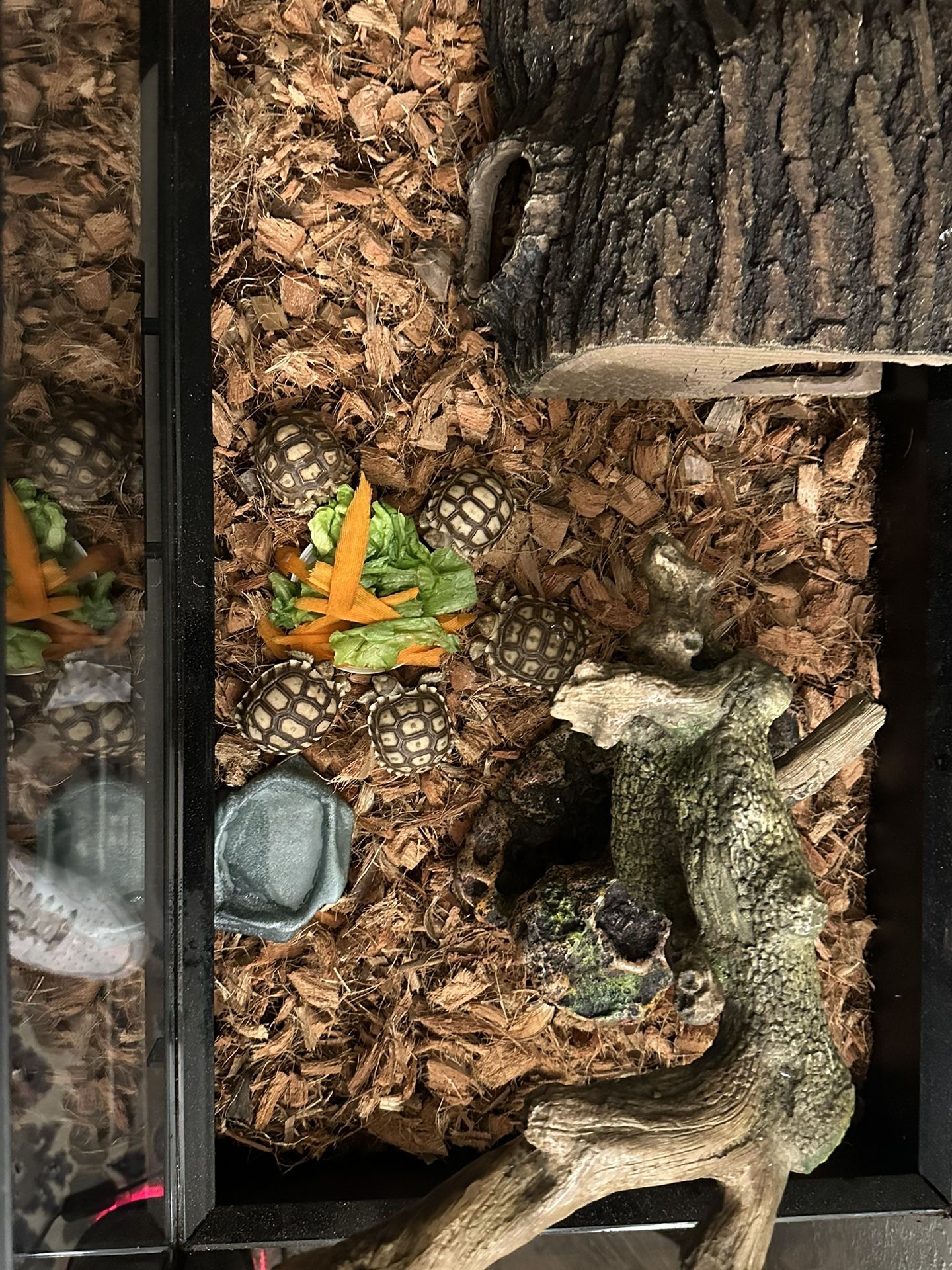 Tortoise…..🐢