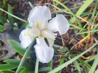 White Bearded Iris Plant 2 One Gallon Pots 