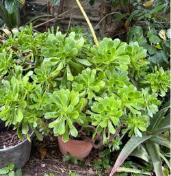 Suculenta