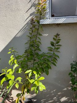 Uña de gato