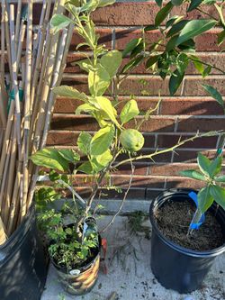 Lemon Tree Variegated Pink Eureka 