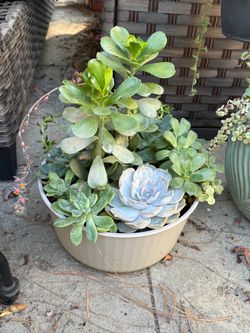 Succulent planter