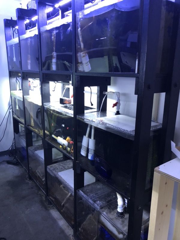 Custom fish system CHEAP