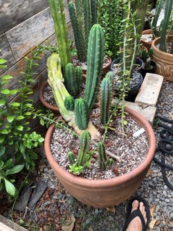 Crazy cactus deal (San Pedro)!!