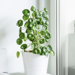Chinese Money Tree Plant (Pilea Peperomioides)