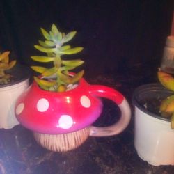 Lime Green Succulent With Mushroom Pot