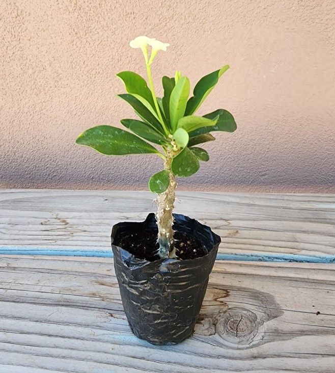 Corona De Cristo - Flor Blanca Mediana