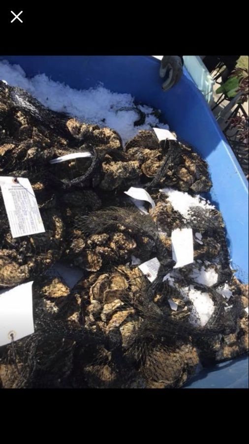 Fresh oysters