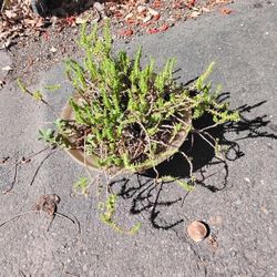 12 Inch Round Succulent 