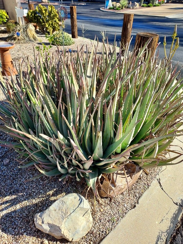 Medicinal Fresh Organic Aloe Vera Plant LEAF Very Healthy Live Plant Weight Loss