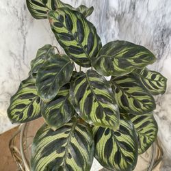 HERMOSAS PLANTAS NATURALES “CALATHEA GOEPPERTIA PLANT 