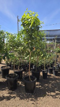 Citricos $15 Galones 