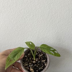 Mint Variegated Monstera Adansonii