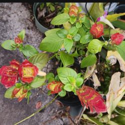 Shrimp Plants Flowering Landscape Plants For Butterflies Hummingbirds