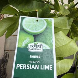 Persian Lime Tree  🍋‍🟩 