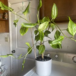 Plant For Room In Ceramic Pot $25