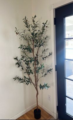 Olive tree