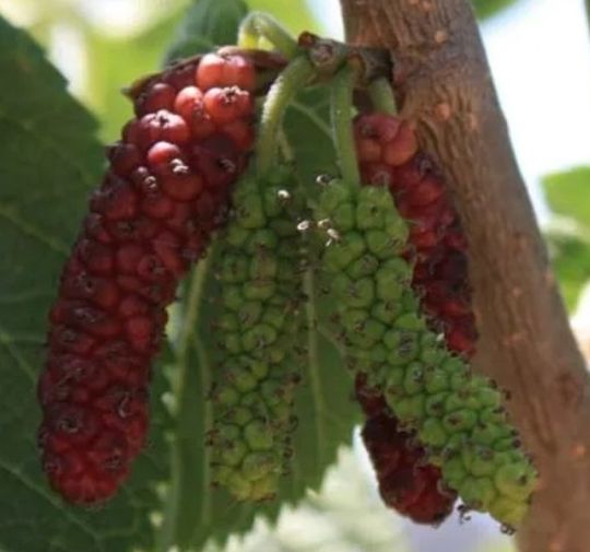 Mulberry Tree
