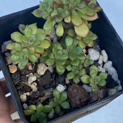 Gather Multiple Succulent- Well Rooted