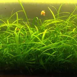 Dwarf Sag Freshwater Plant