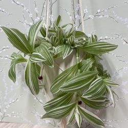 Tradescantia Albiflora Variegated Easy To Care House Plant In Beautiful Textured Pot 5”H.